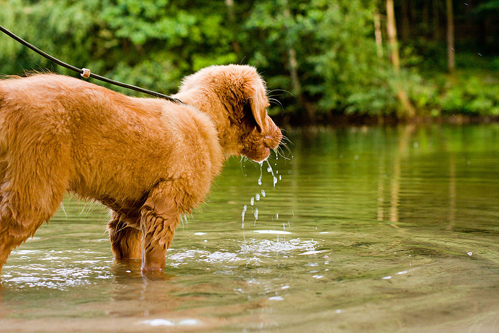 Edison steht im flachen Wasser eines Sees