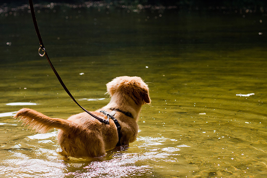 Edison steht bis zum Bauch im See