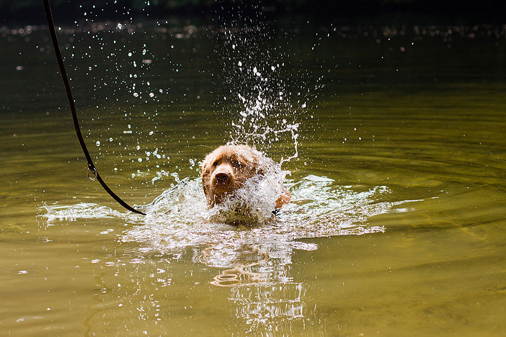 Edison planscht kräftig im Wasser