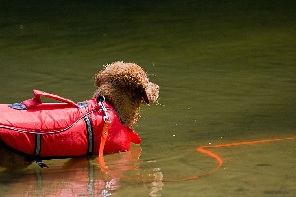 Edison schaut auf den See hinaus