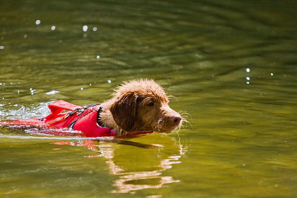Edison schwimmt durch das Wasser
