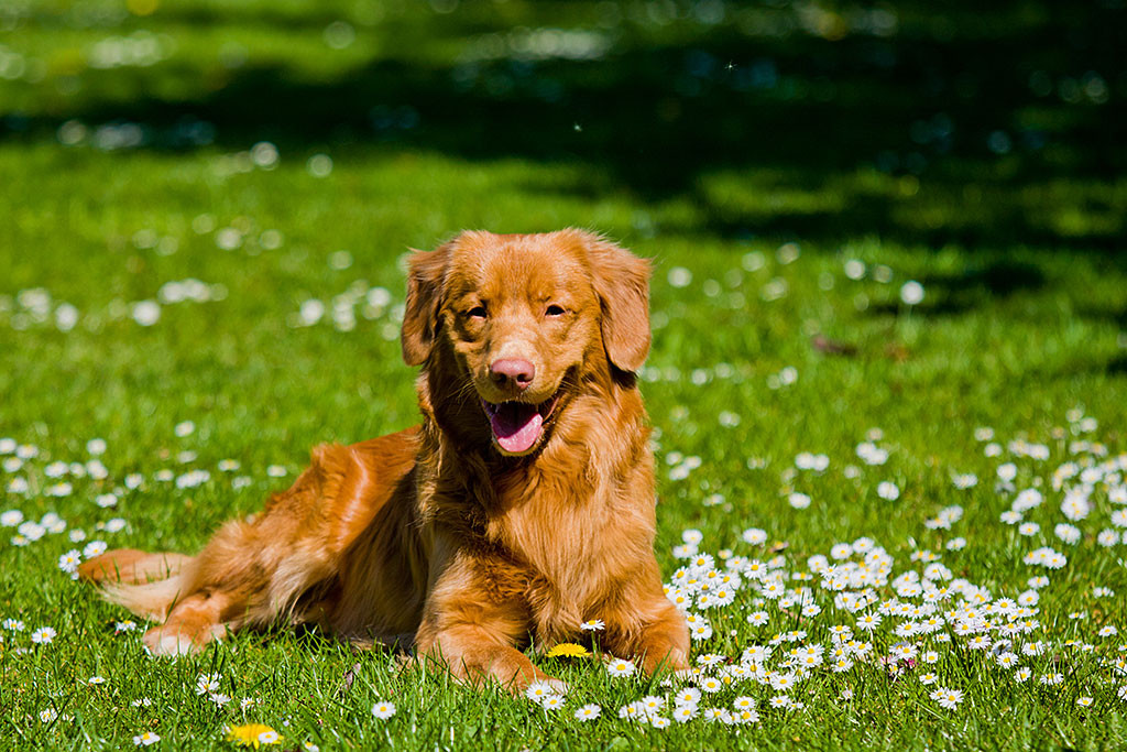 Edison liegt entspannt auf einer Wiese mit Gänseblümchen und lächelt in die Kamera