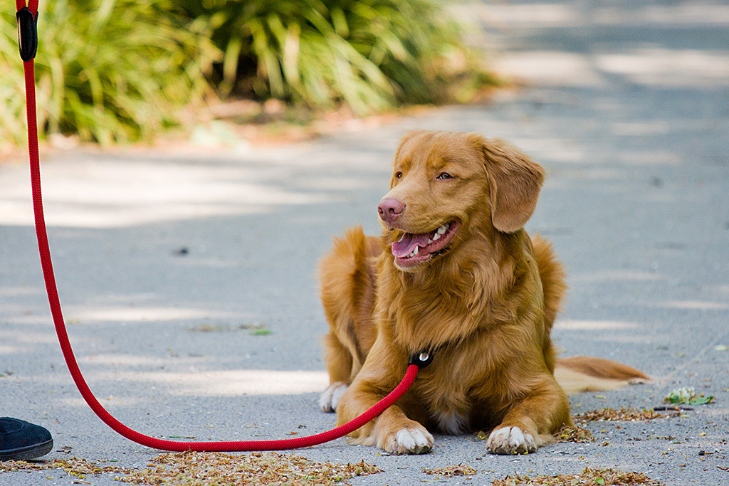 Edison liegt entspannt auf dem Boden und lächelt zur Seite