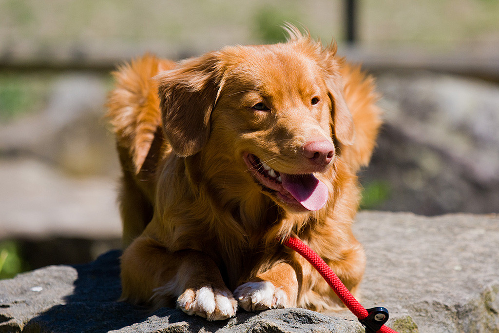 Edison liegt auf einem Stein und lächelt
