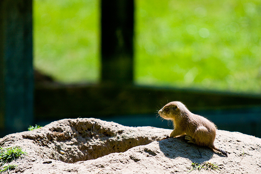 Baby-Präriehund, das zu schlafen scheint