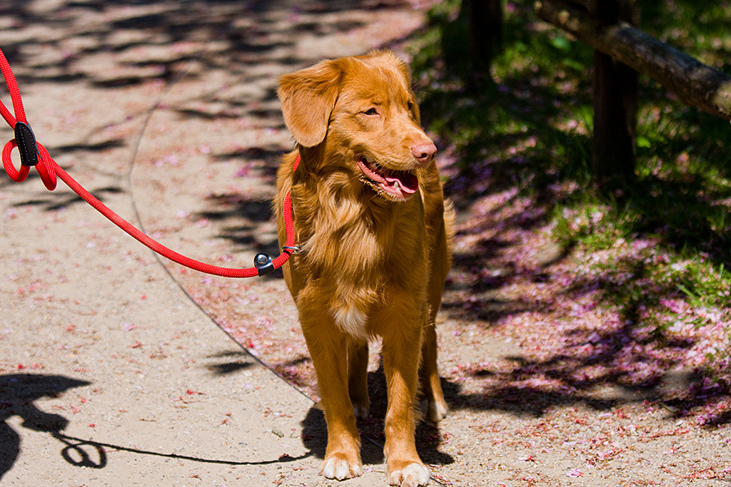 Edison steht auf heruntergefallenen Blüten und lächelt
