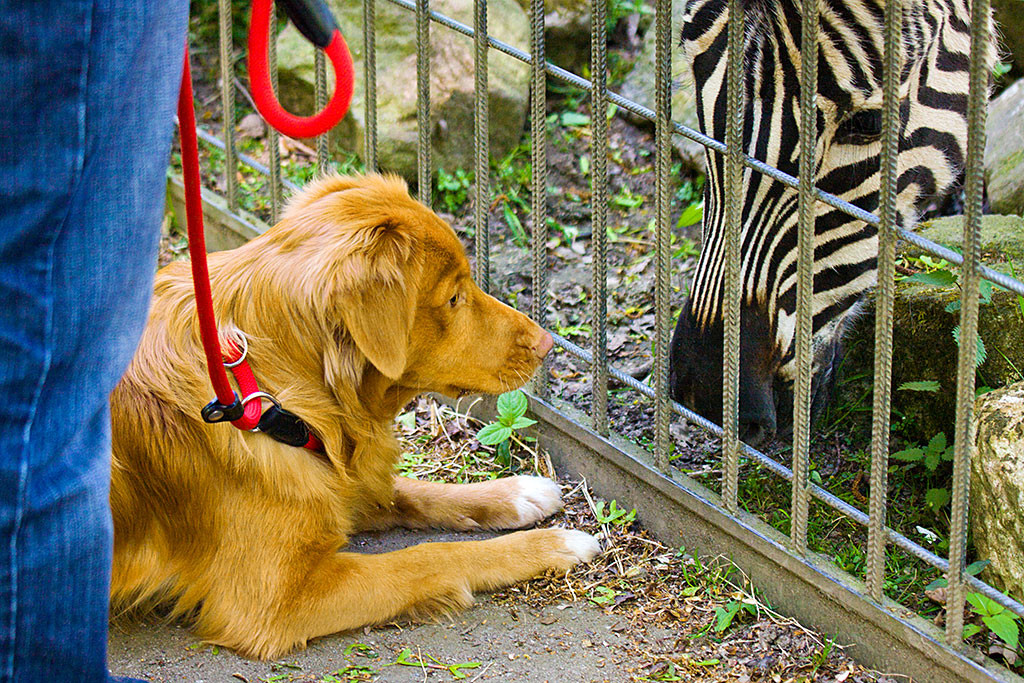 Edison Auge in Auge mit einem zebra während er auf dem Boden liegt