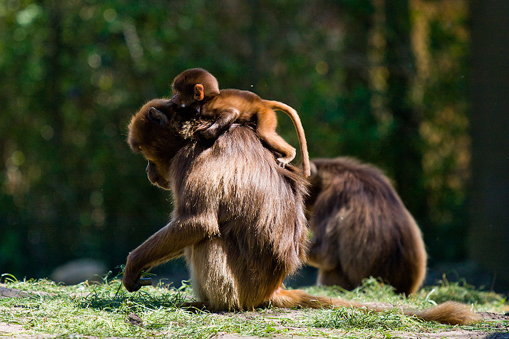 Dschelada-Mutter sitzend mit ihrem Baby auf dem Rücken