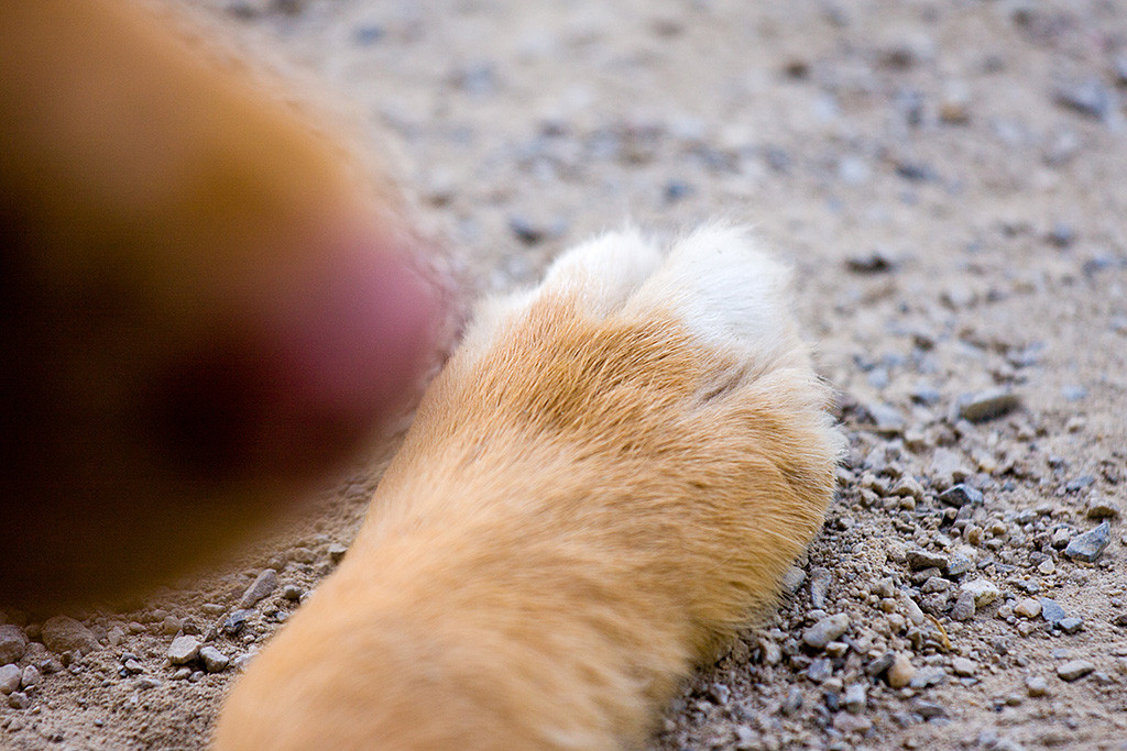 Edison Pfote in Nahaufnahme, im Vordergrund unscharf seine Nase