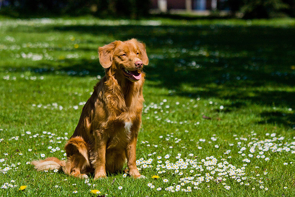 Edison sitzt auf einer Wiese mit Gänseblümchen und lächelt