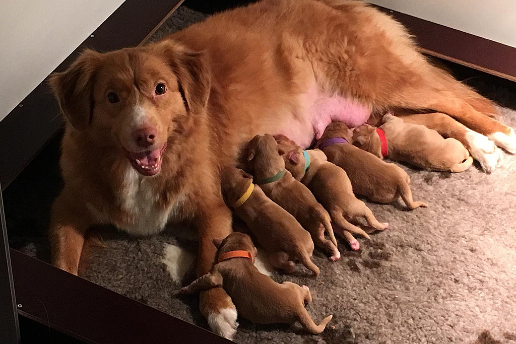 Gwenny lächelt zusammen mit ihren sechs schlafenden Welpen