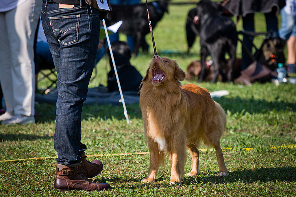 Edison steht vor Stephan mit weit geöffnetem Fang und schaut zu ihm hoch