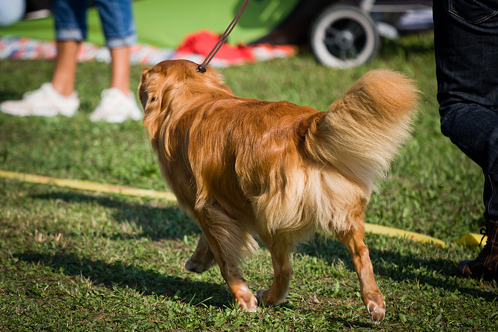 Edisons Gangwerk beim Laufen durch den Ring seitlich von hinten in Nahaufnahme