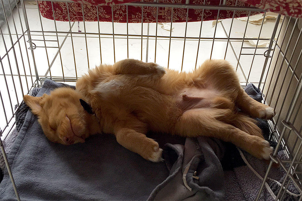 Edison liegt auf dem Rücken in seiner Transportbox