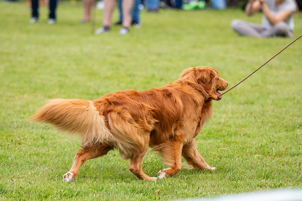 Newton läuft im perfekten Kreuzgang an Stephans Seite durch den Ring