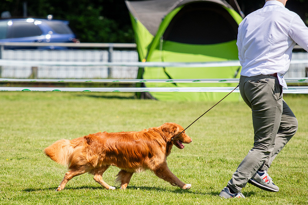 Newton läuft im perfekten Kreuzgang an Stephans Seite durch den Ring