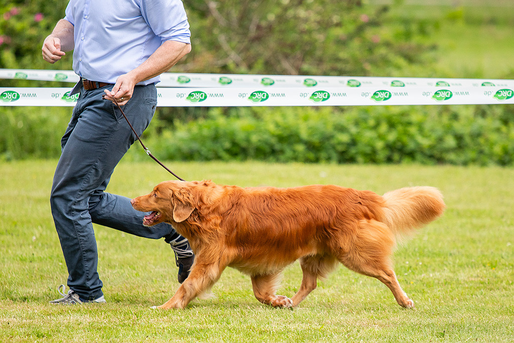 Edison läuft im perfekten Kreuzgang an Stephans Seite durch den Ring; Kopf, Rücken und Rute bilden dabei eine Linie