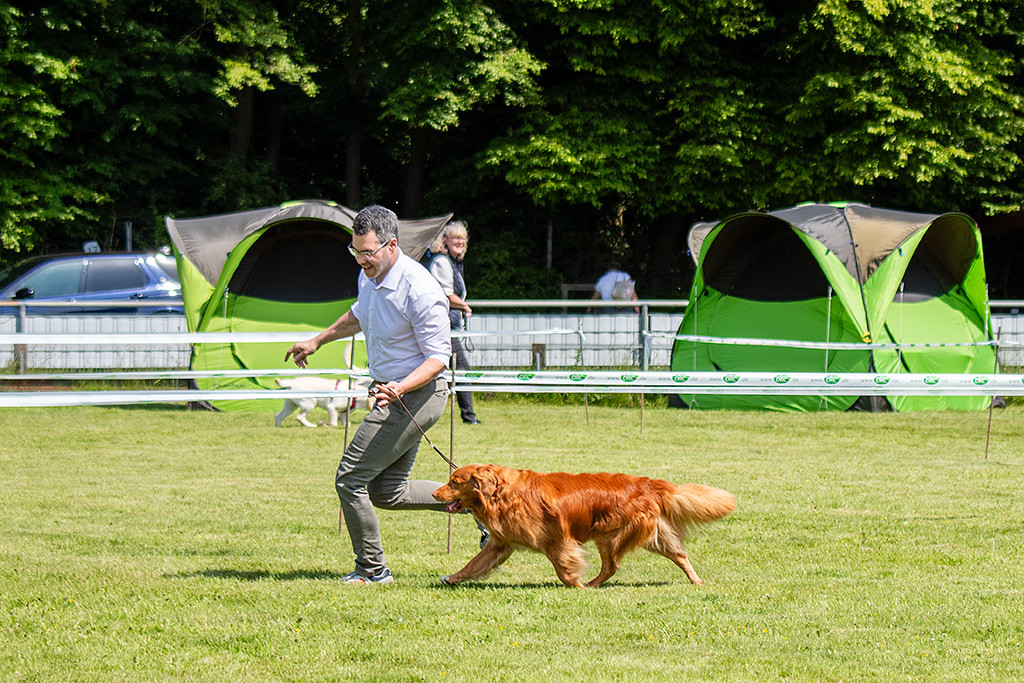 Edison läuft im perfekten Kreuzgang an Stephans Seite durch den Ring