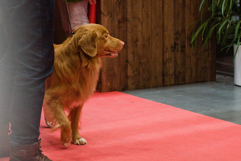 Edison betritt mit Stephan den roten Teppich zum Ehrenring