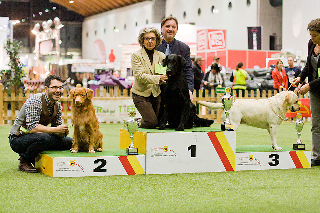 Edison sitzt als Zweitplatzierter auf dem Treppchen, neben dem Flat Coated Retriever auf Platz 1 und dem Labrador Retriever auf Platz 3