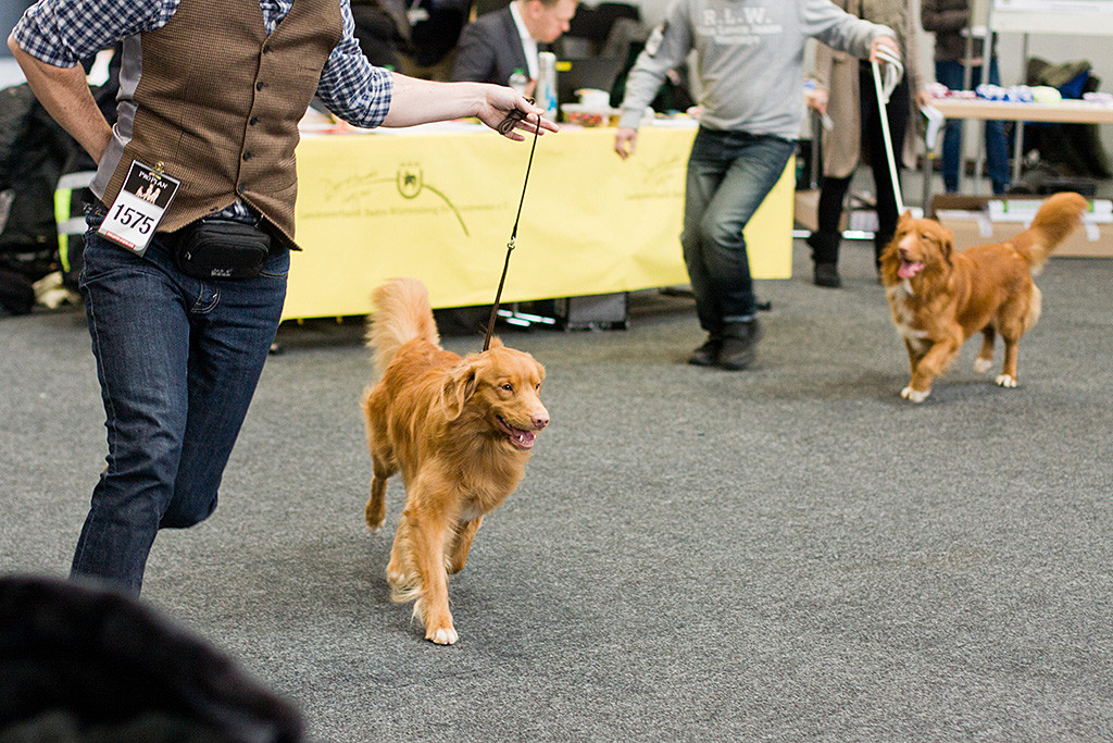 Edison läuft im Ring gegen »Duckinson Like The Night«