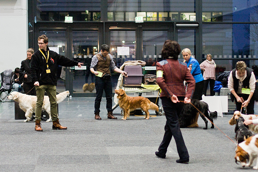 Edison nimmt mit den anderen Hunden der Gruppe 8 Aufstellung im Vorring
