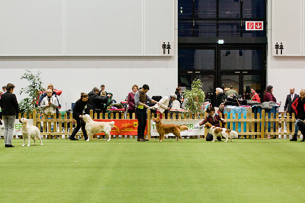 Edison nimmt Aufstellung im Ehrenring neben den anderen Hunden der Gruppe 8