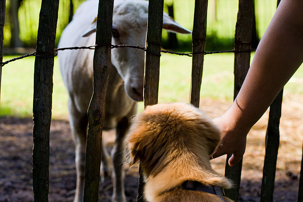 Edison Auge in Auge mit einem Schaf