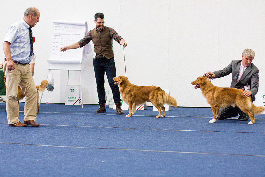 Edison zwischen Junghund und Championrüde