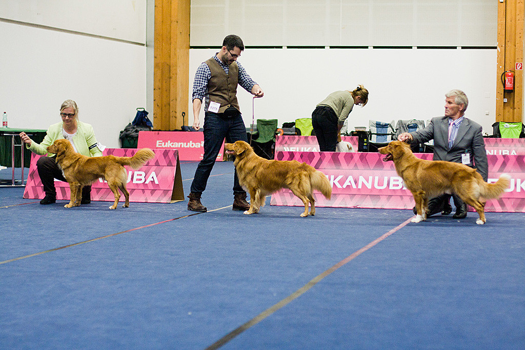 Edison zwischen Junghund und Championrüde