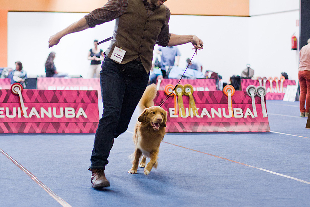 Edison läuft geführt von Stephan freudig durch den Ring