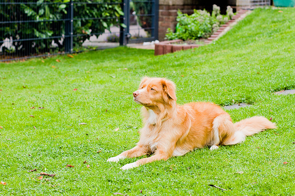 Frieda liegt im Platz wie eine eins auf dem Rasen