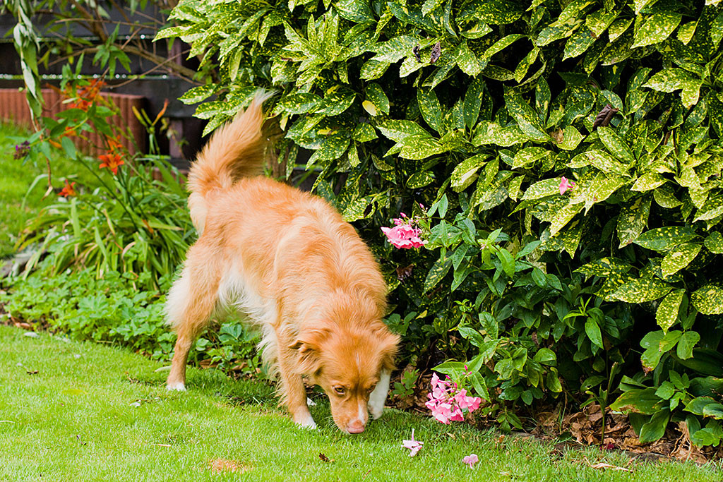 Frieda schnüffelt im Garten, wo Edison überall schon war