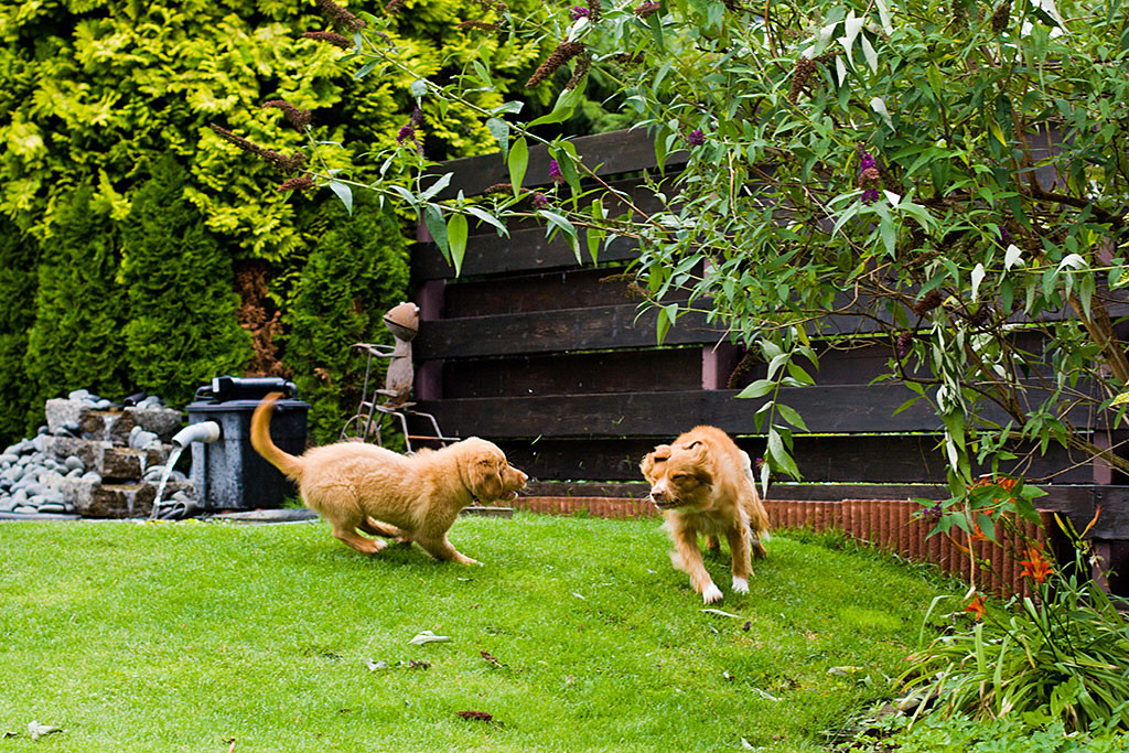 Edison verfolgt Frieda auf der Wiese, Teil 1