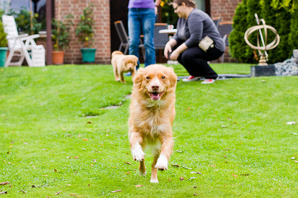 Frieda sprintet auf der Wiese direkt auf die Kamera zu