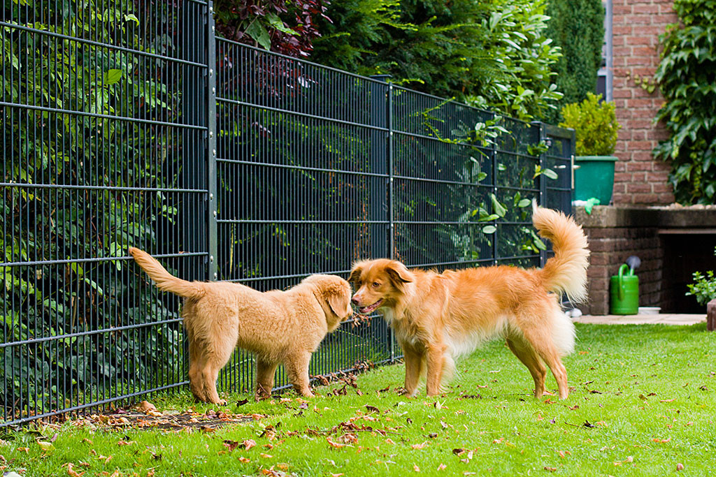 Edison und Frieda begrüßen sich mit einem Nasenstupser