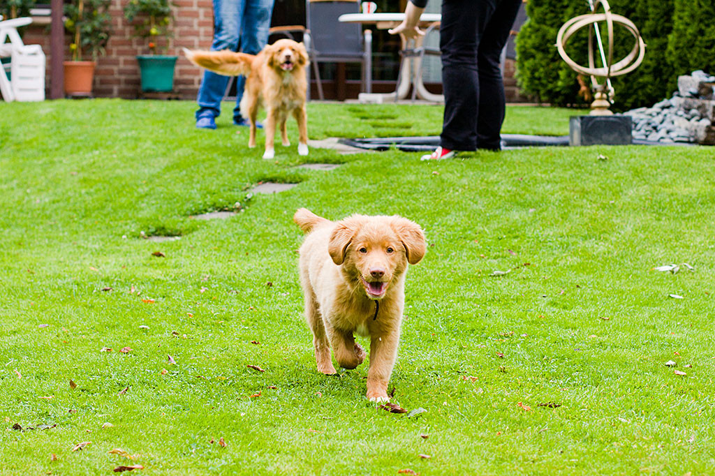 Edison läuft auf der Wiese direkt auf die Kamera zu