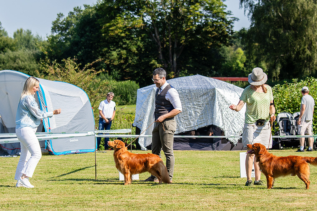 Newton steht aufgereiht mit dem zweiten Championrüden in Reihe und schaut dabei interessiert zur Richterin hoch