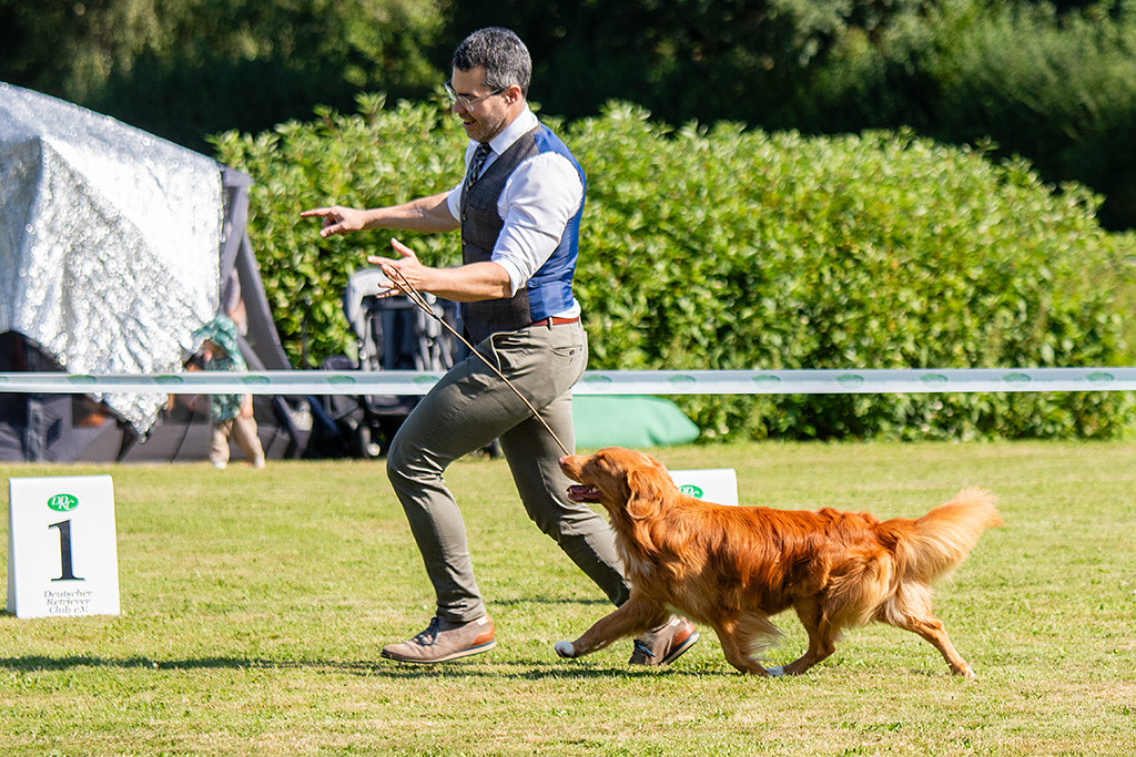 Newton läuft im perfekten Kreuzgang an Stephans Seite durch den Ring