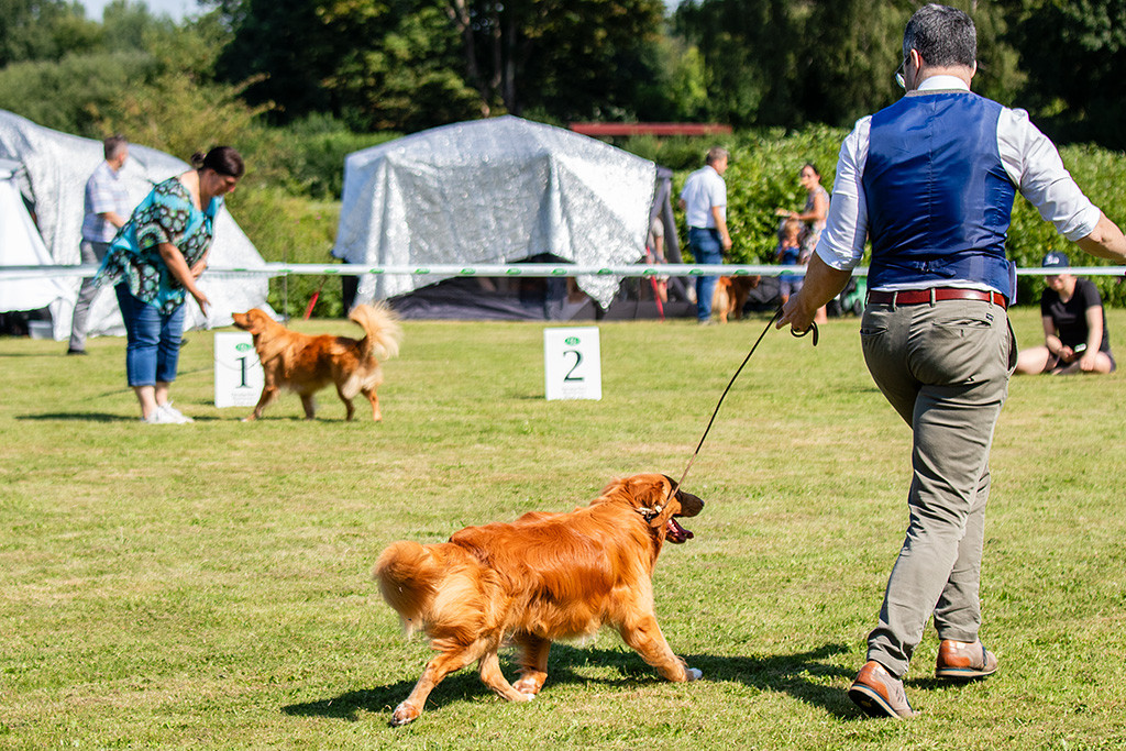 Newton läuft im perfekten Kreuzgang an Stephans Seite durch den Ring