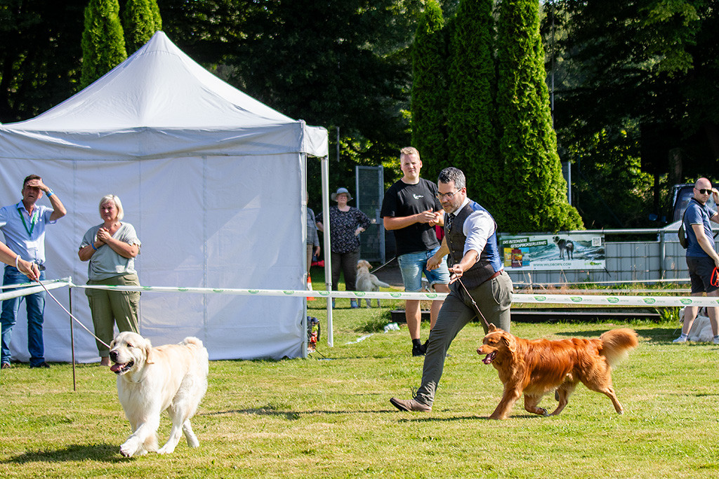 Edison läuft hinter dem Golden Retriever an Stephans Seite durch den Ehrenring