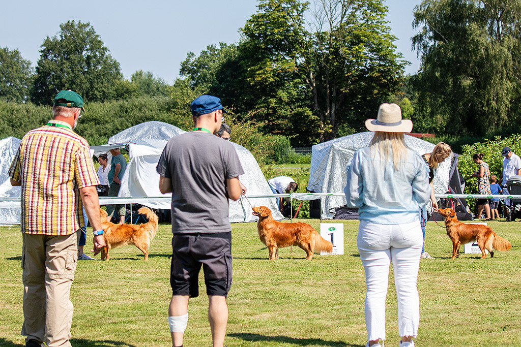 Newton steht aufgereiht in Pose zwischen dem Junghund und der Junghündin während die Richterin sich nochmal alle Hunde anschaut