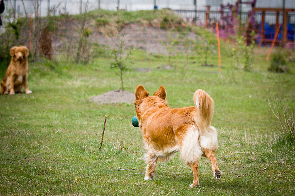 Frieda bringt den Dummy zurück während Edison im Hintergrund dabei zuschaut