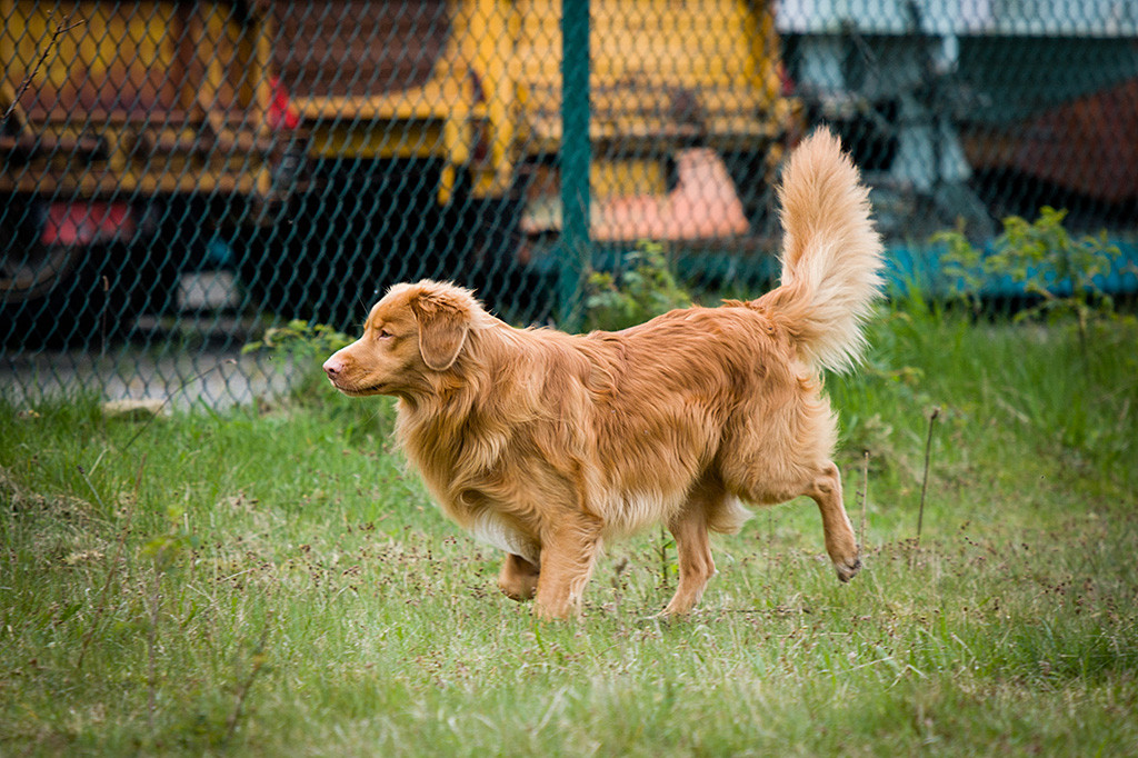 Edison sucht mit stolz getragener Rute