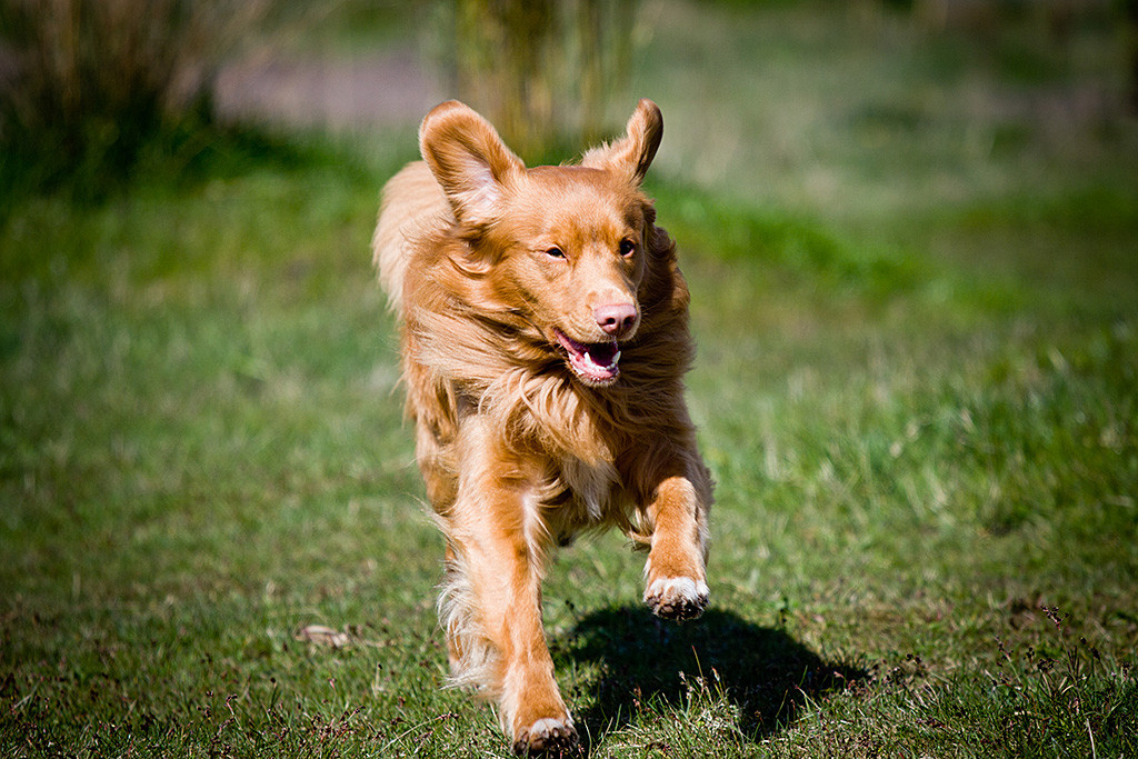 Edison sprintet mit wehenden Ohren und geöffnetem Fang auf die Kamera zu