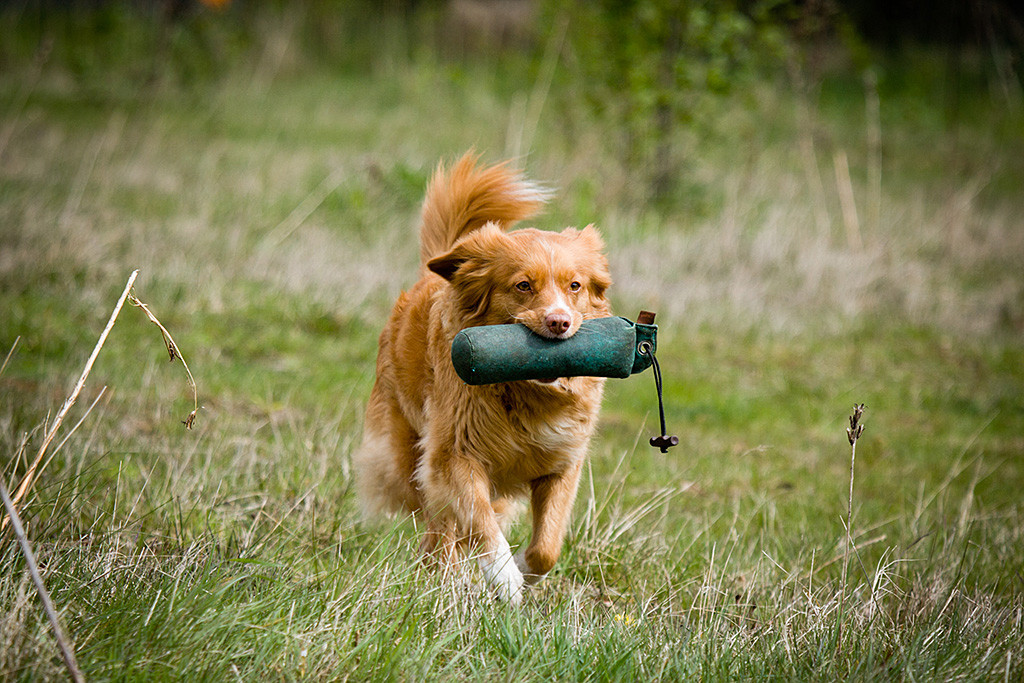 Frieda trägt einen Dummy im Fang und läuft auf die Kamera zu