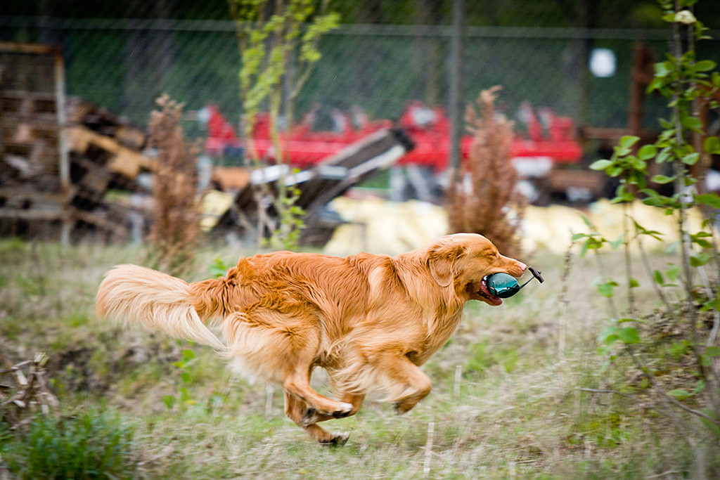 Edison sprintet mit dem Dummy im Fang zurück