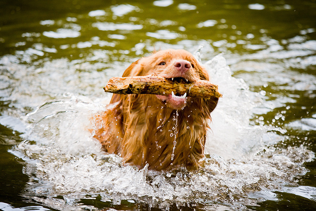 Edison kommt mit einem Stock im Fang aus dem Wasser