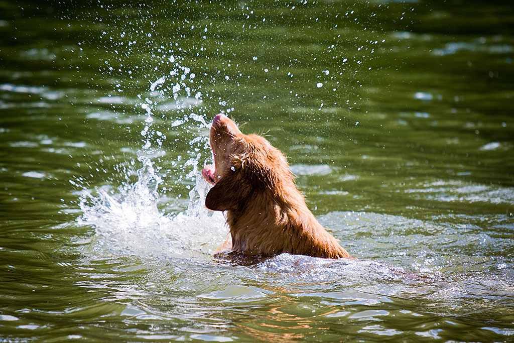 Edison versucht beim Schwimmen die selbst aufgewühlten Spritzer zu fangen