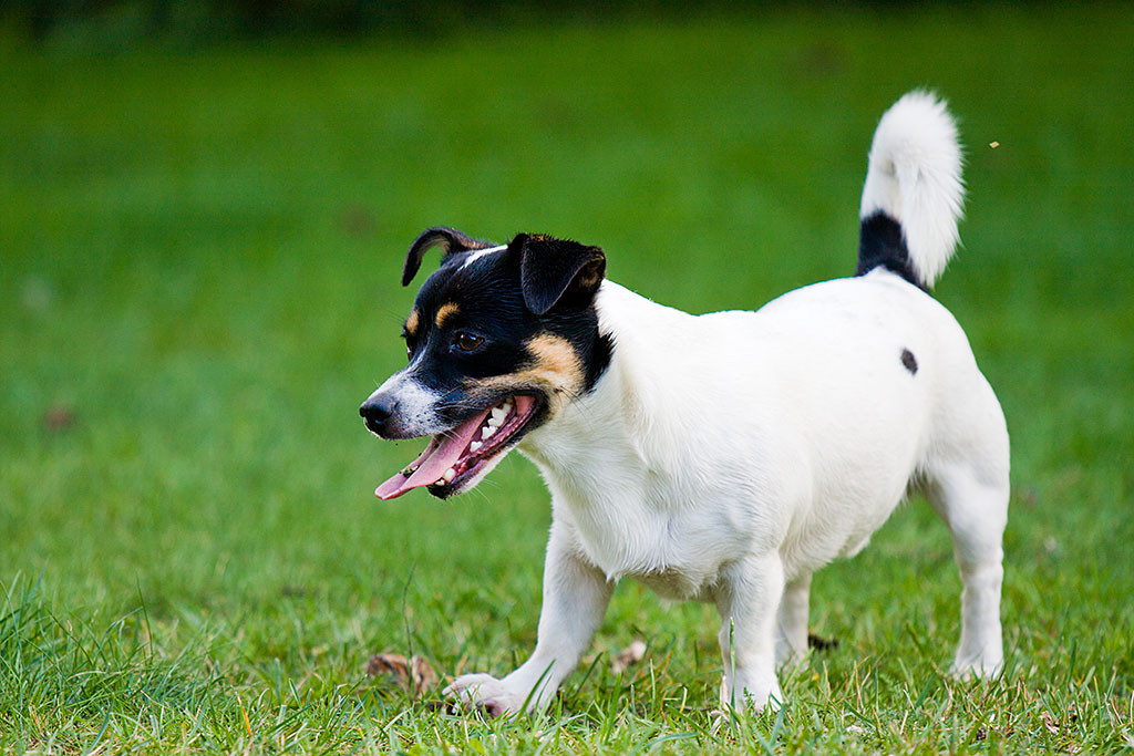 Oreo steht auf dem Rasen